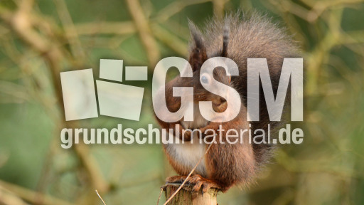 Eichhörnchen (20).jpg